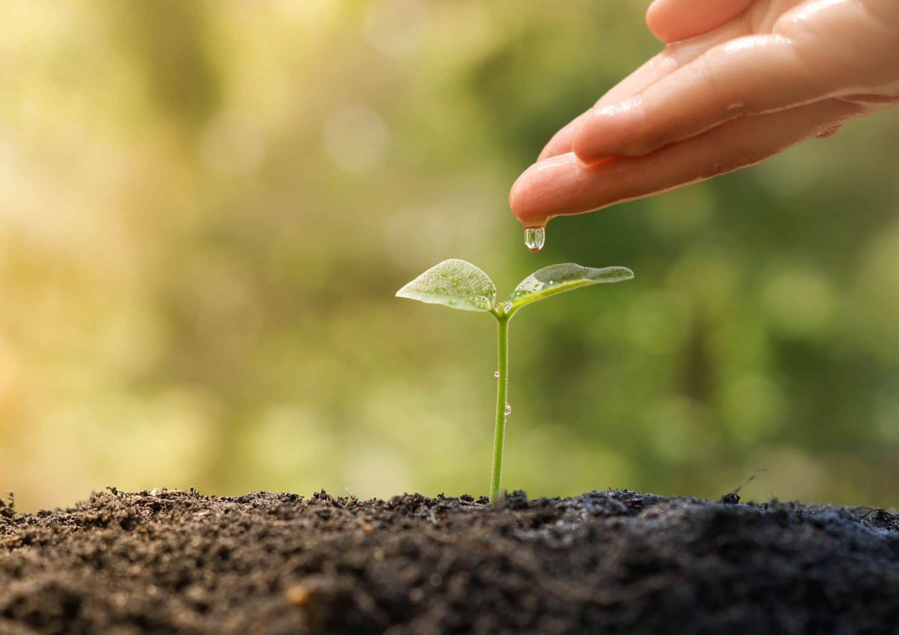 Démarche RSE et biodiversité Elysées Océan