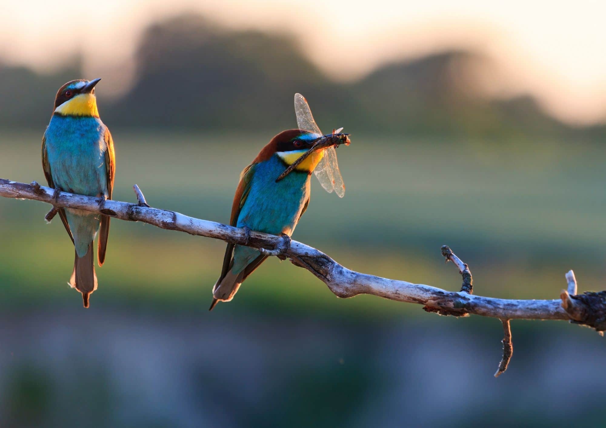 oiseaux sur une branche