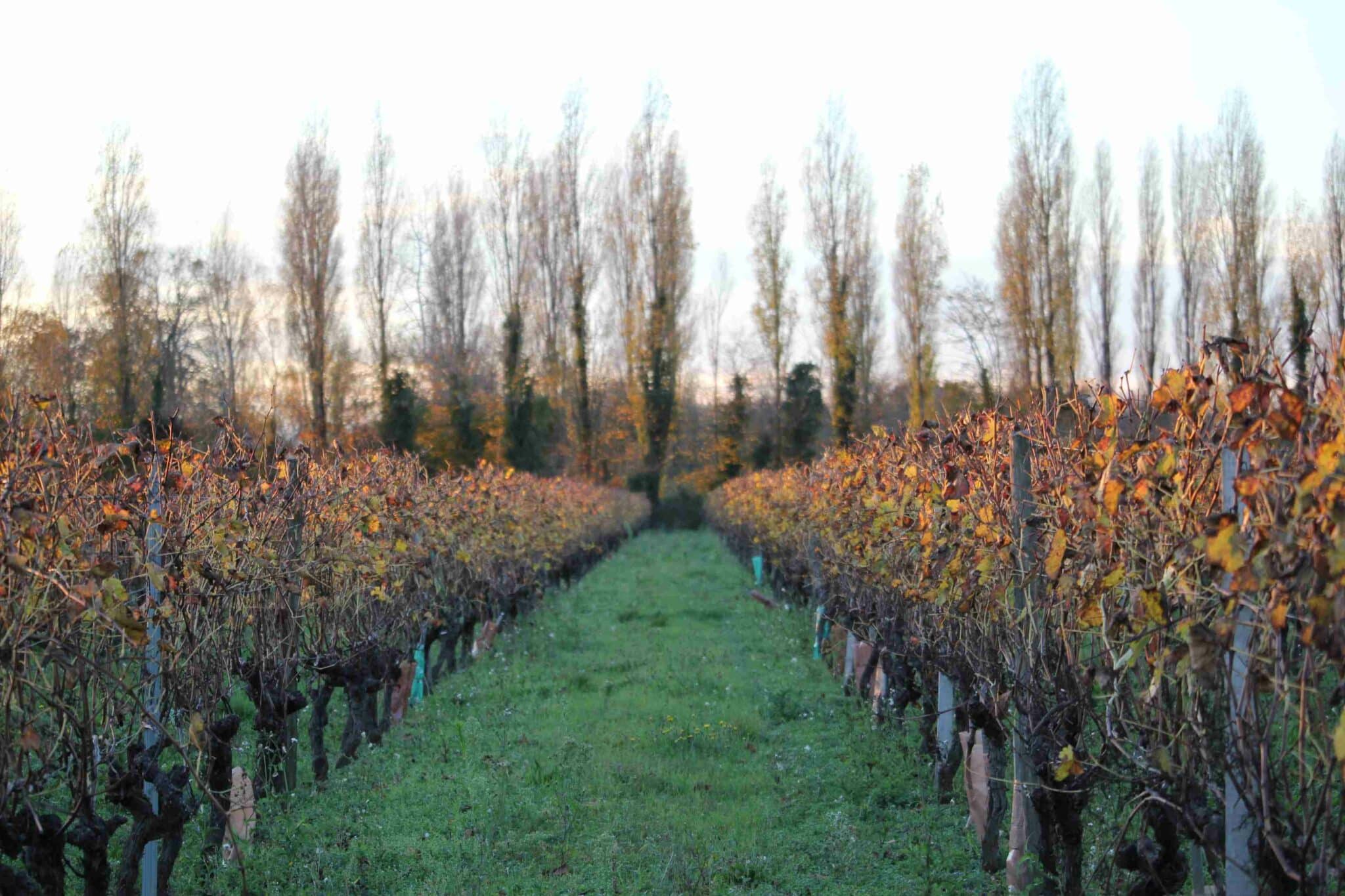 vignes en charente maritime